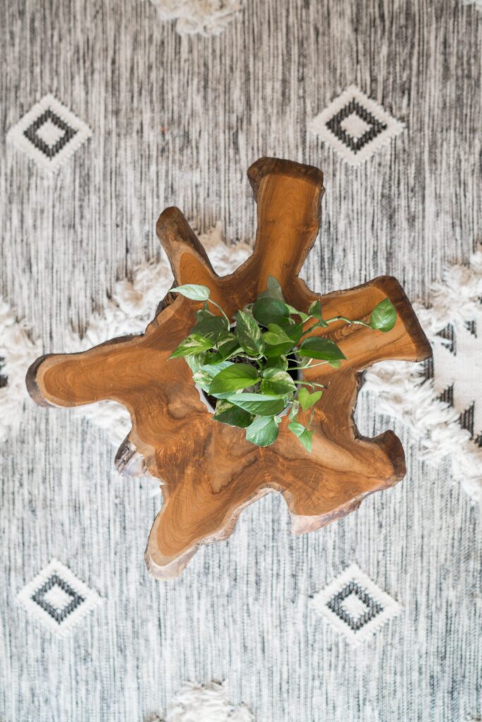 Pothos plant on a brown wooden table on a white rug